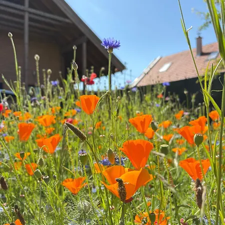 Evelyne * Fertőrákos